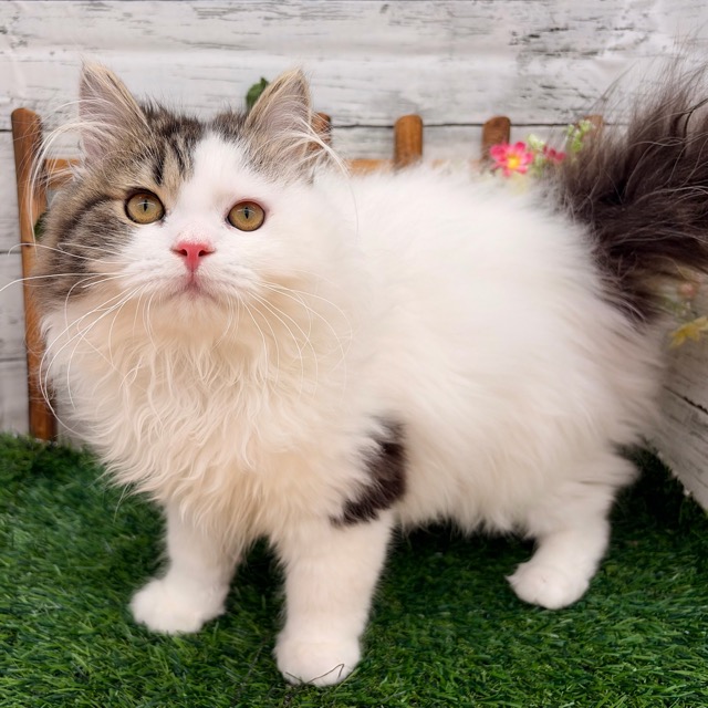 埼玉県のスコティッシュフォールド (かねだい所沢店/2025年9月3日生まれ/男の子/ブラックタビーホワイト)の子猫の2枚目の画像