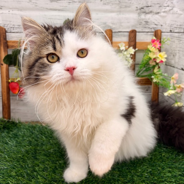 埼玉県のスコティッシュフォールド (かねだい所沢店/2025年9月3日生まれ/男の子/ブラックタビーホワイト)の子猫の3枚目の画像