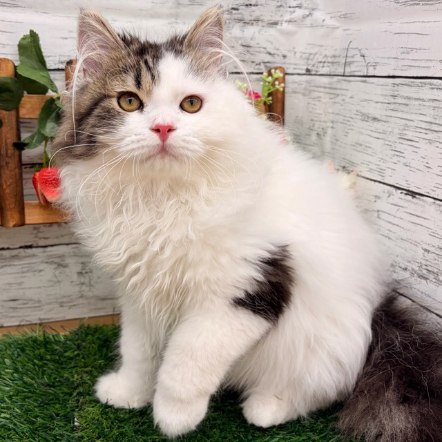 埼玉県のスコティッシュフォールド (かねだい所沢店/2025年9月3日生まれ/男の子/ブラックタビーホワイト)の子猫の4枚目の画像