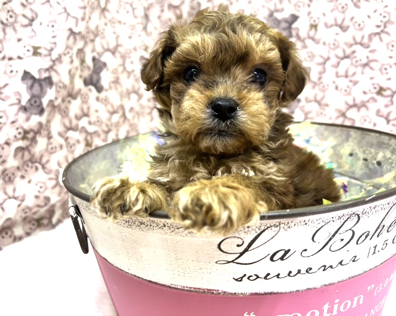 茨城県のペキプー(ペキニーズ×プードル) (かねだいペットトライアル利根川/2025年11月30日生まれ/男の子/ブラウンブラック)の子犬の1枚目の画像