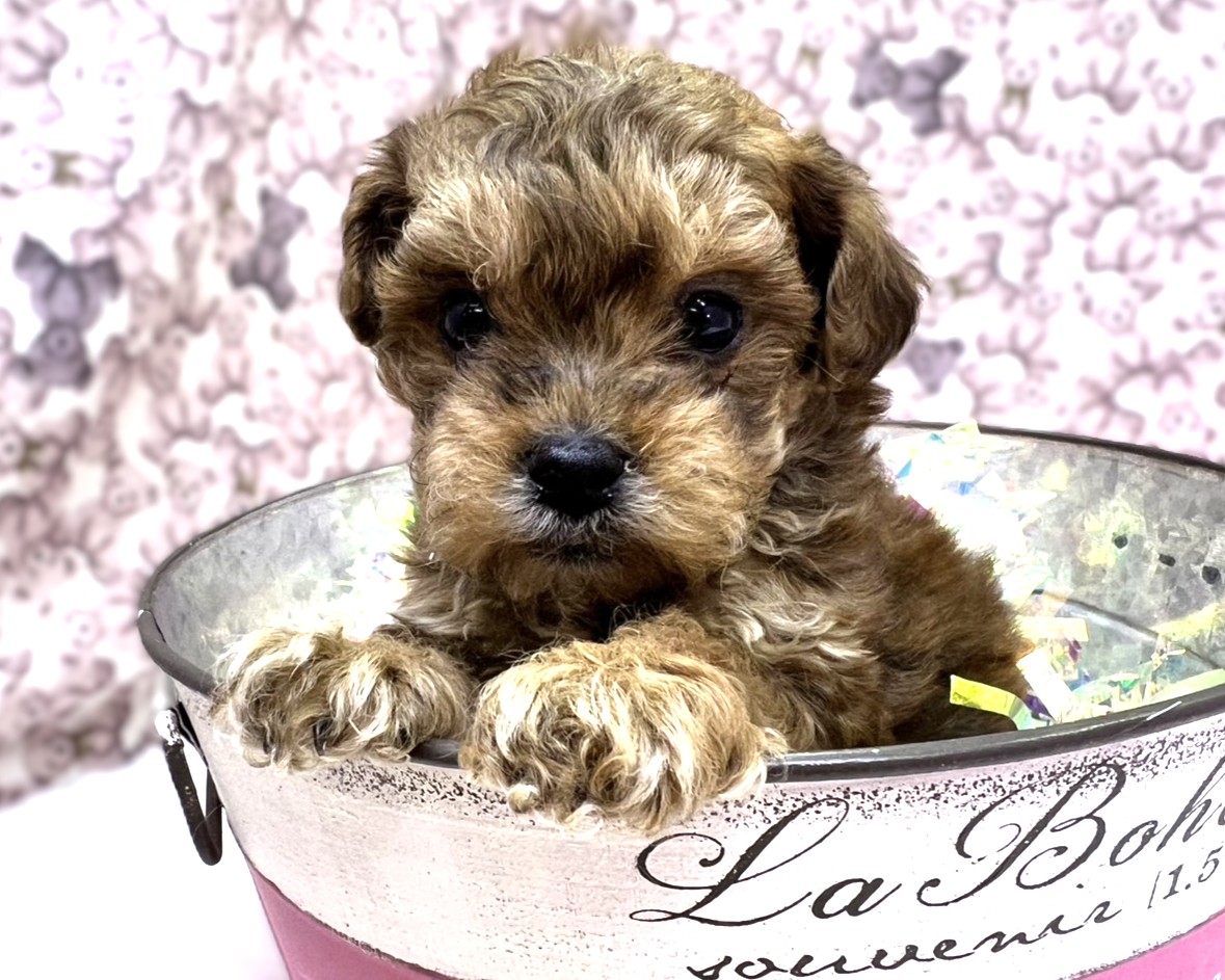 茨城県のペキプー(ペキニーズ×プードル) (かねだいペットトライアル利根川/2025年11月30日生まれ/男の子/ブラウンブラック)の子犬の2枚目の画像