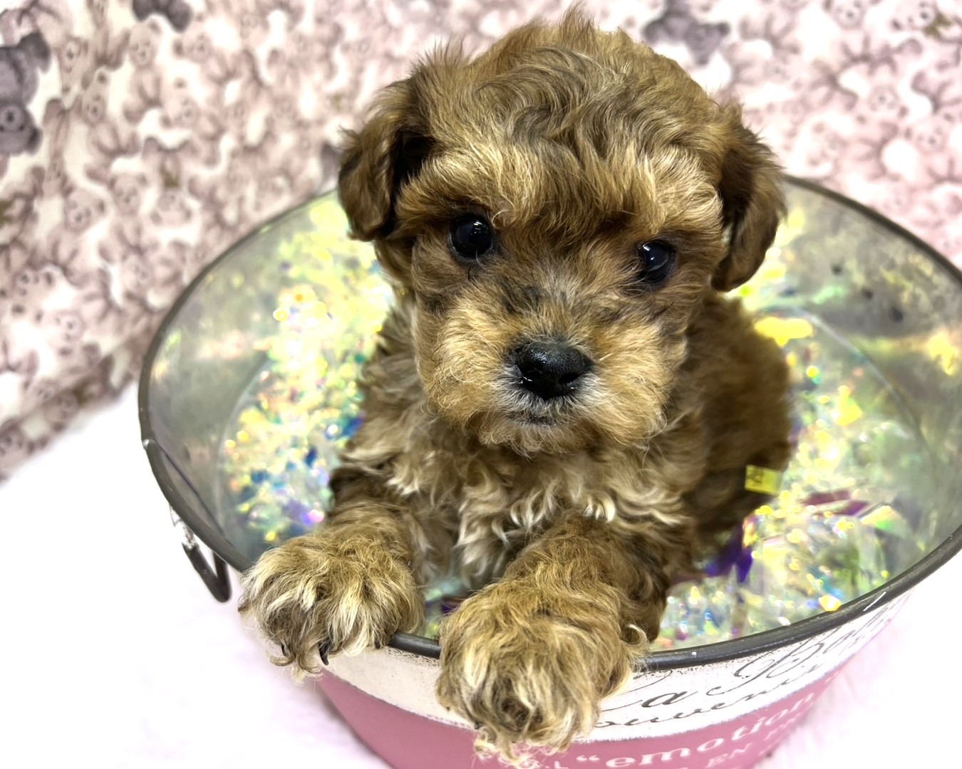 茨城県のペキプー(ペキニーズ×プードル) (かねだいペットトライアル利根川/2025年11月30日生まれ/男の子/ブラウンブラック)の子犬の3枚目の画像