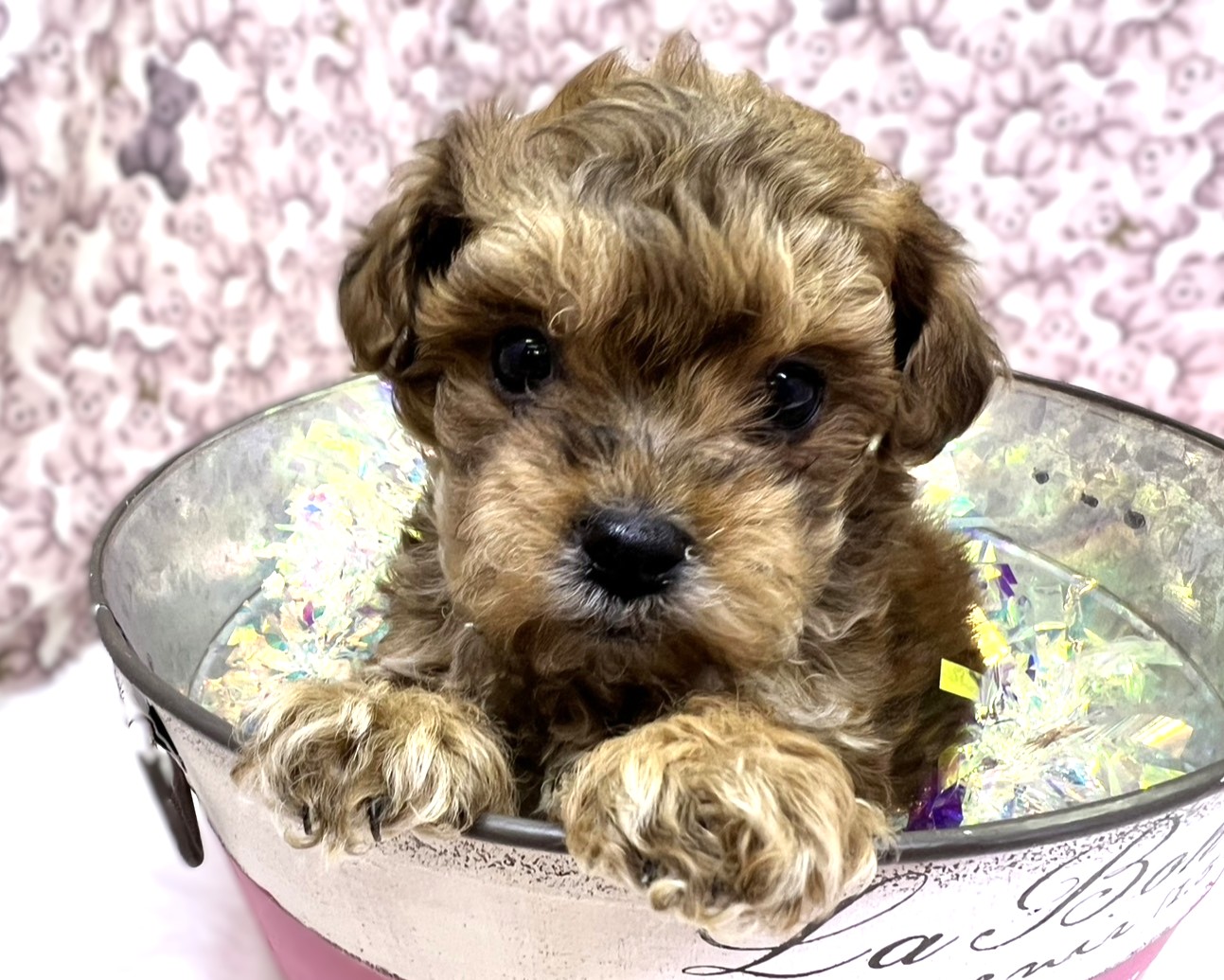 茨城県のペキプー(ペキニーズ×プードル) (かねだいペットトライアル利根川/2025年11月30日生まれ/男の子/ブラウンブラック)の子犬の4枚目の画像