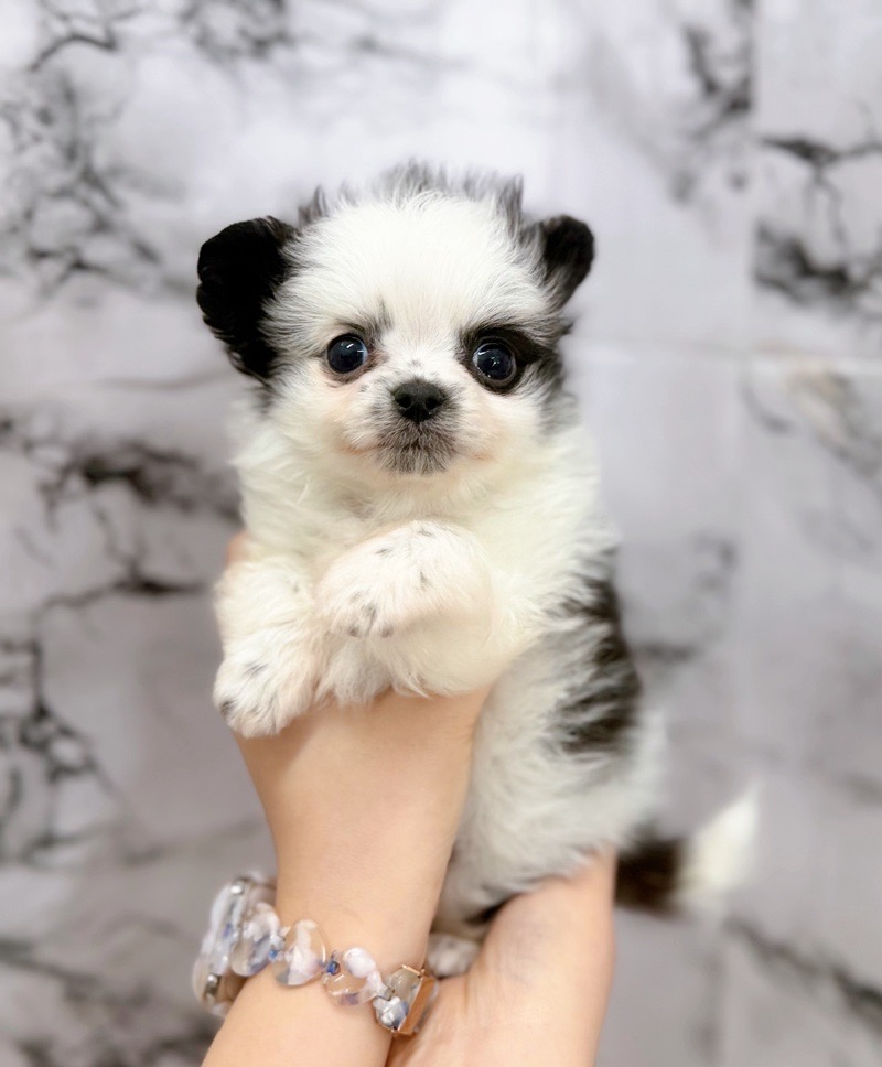 神奈川県のチワマル/マルチワ(チワワ×マルチーズ) (かねだい東戸塚店/2025年12月6日生まれ/男の子/パーティーカラー)の子犬の1枚目の画像