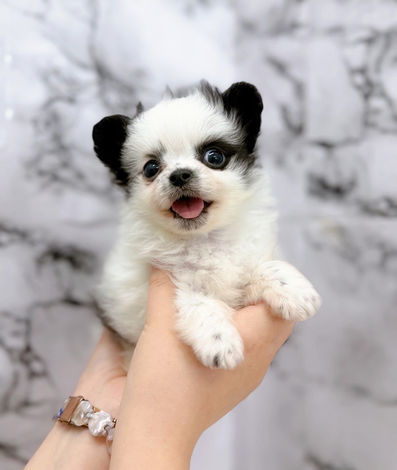神奈川県のチワマル/マルチワ(チワワ×マルチーズ) (かねだい東戸塚店/2025年12月6日生まれ/男の子/パーティーカラー)の子犬の2枚目の画像