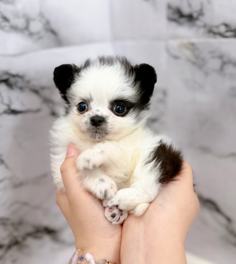 神奈川県のチワマル/マルチワ(チワワ×マルチーズ) (かねだい東戸塚店/2025年12月6日生まれ/男の子/パーティーカラー)の子犬の3枚目の画像