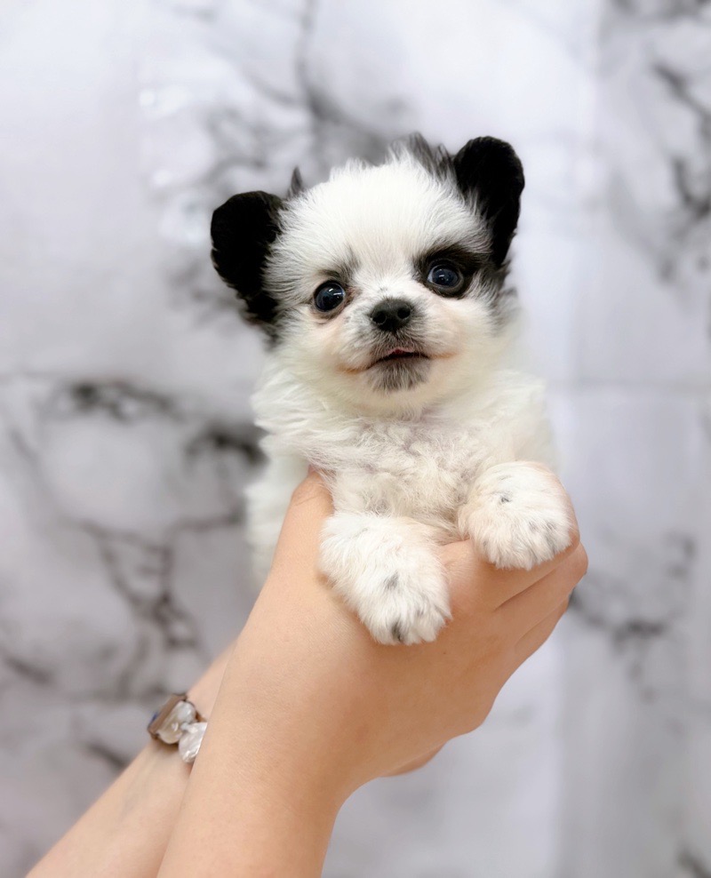 神奈川県のチワマル/マルチワ(チワワ×マルチーズ) (かねだい東戸塚店/2025年12月6日生まれ/男の子/パーティーカラー)の子犬の4枚目の画像