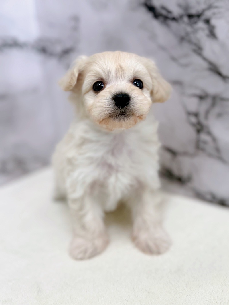 神奈川県のマルプー(マルチーズ×プードル) (かねだい東戸塚店/2025年12月6日生まれ/男の子/クリーム)の子犬の1枚目の画像