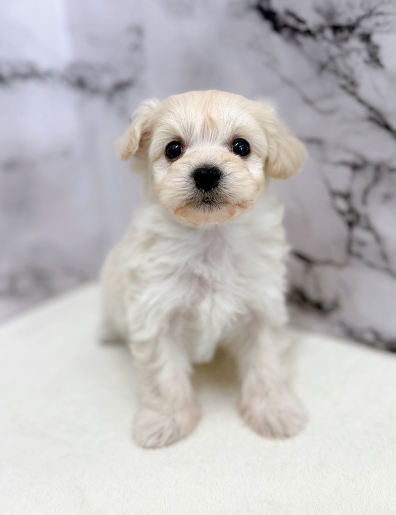神奈川県のマルプー(マルチーズ×プードル) (かねだい東戸塚店/2025年12月6日生まれ/男の子/クリーム)の子犬の2枚目の画像