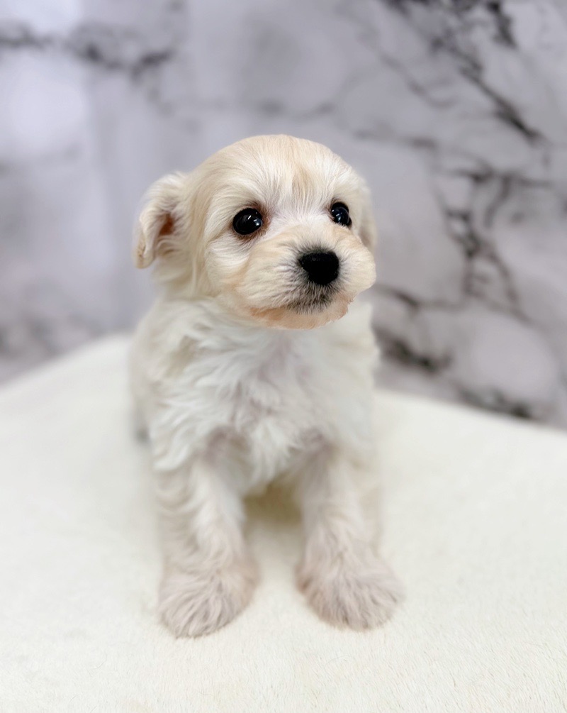 神奈川県のマルプー(マルチーズ×プードル) (かねだい東戸塚店/2025年12月6日生まれ/男の子/クリーム)の子犬の3枚目の画像