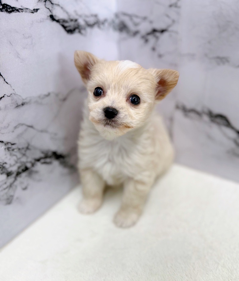 神奈川県のポメチワ/チワポメ/ポメチー(ポメラニアン×チワワ) (かねだい東戸塚店/2025年12月4日生まれ/男の子/ホワイト)の子犬の2枚目の画像