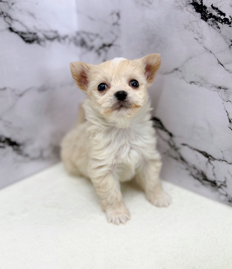 神奈川県のポメチワ/チワポメ/ポメチー(ポメラニアン×チワワ) (かねだい東戸塚店/2025年12月4日生まれ/男の子/ホワイト)の子犬の3枚目の画像