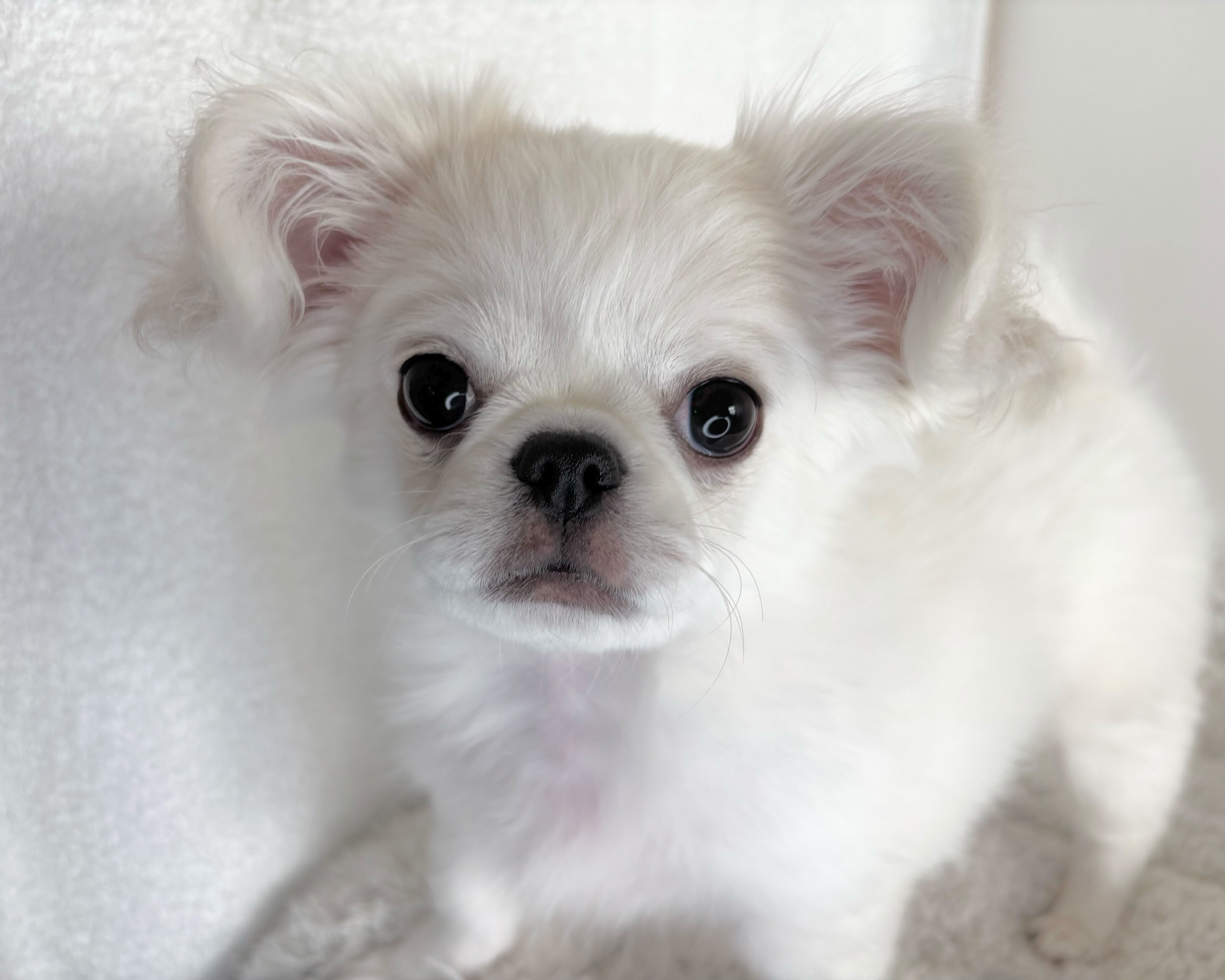 群馬県のチワペキ/ペキチー/ペキチワ(チワワ×ペキニーズ) (かねだいペットトライアル桐生/2025年10月5日生まれ/男の子/ホワイト)の子犬の2枚目の画像