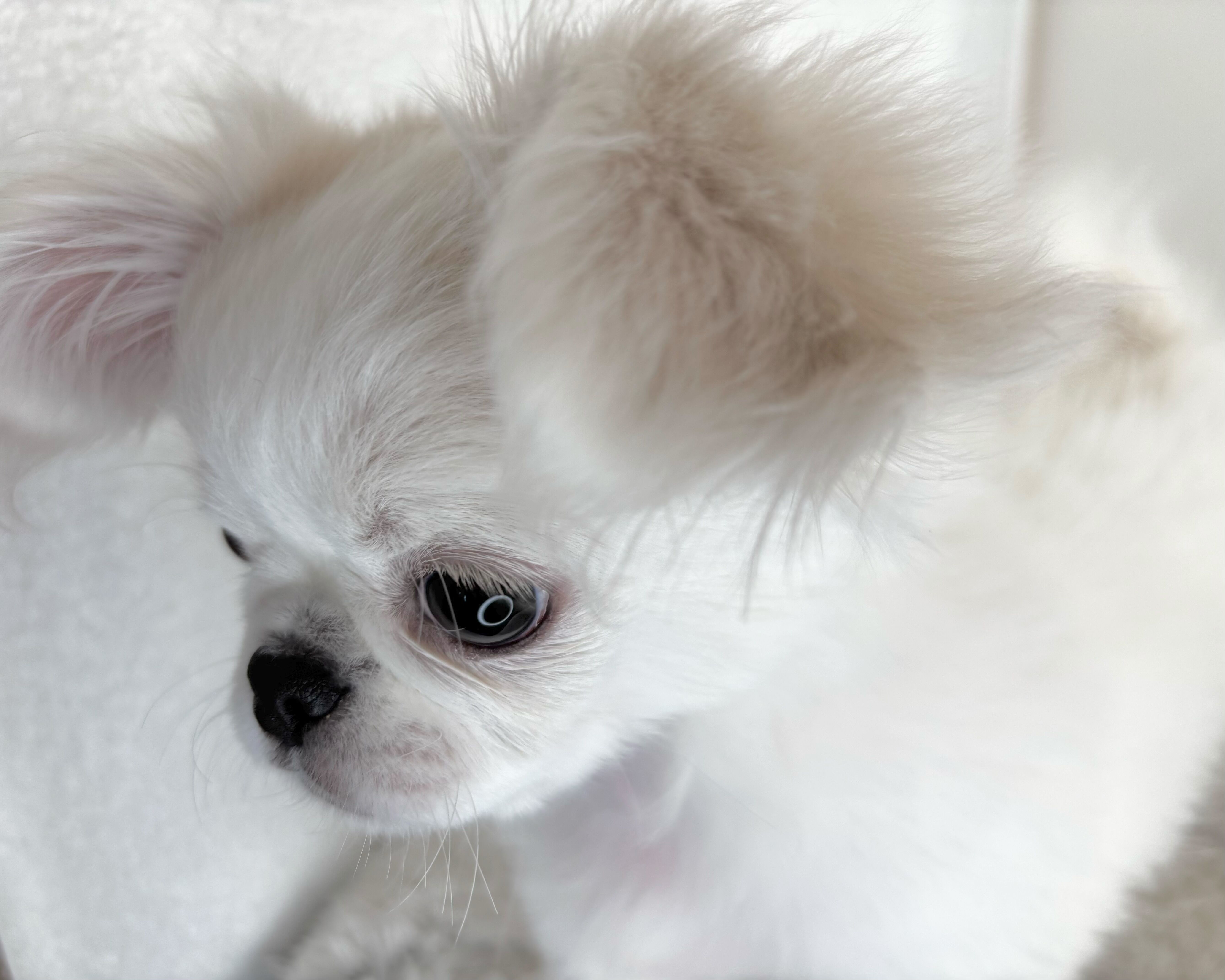 群馬県のチワペキ/ペキチー/ペキチワ(チワワ×ペキニーズ) (かねだいペットトライアル桐生/2025年10月5日生まれ/男の子/ホワイト)の子犬の4枚目の画像