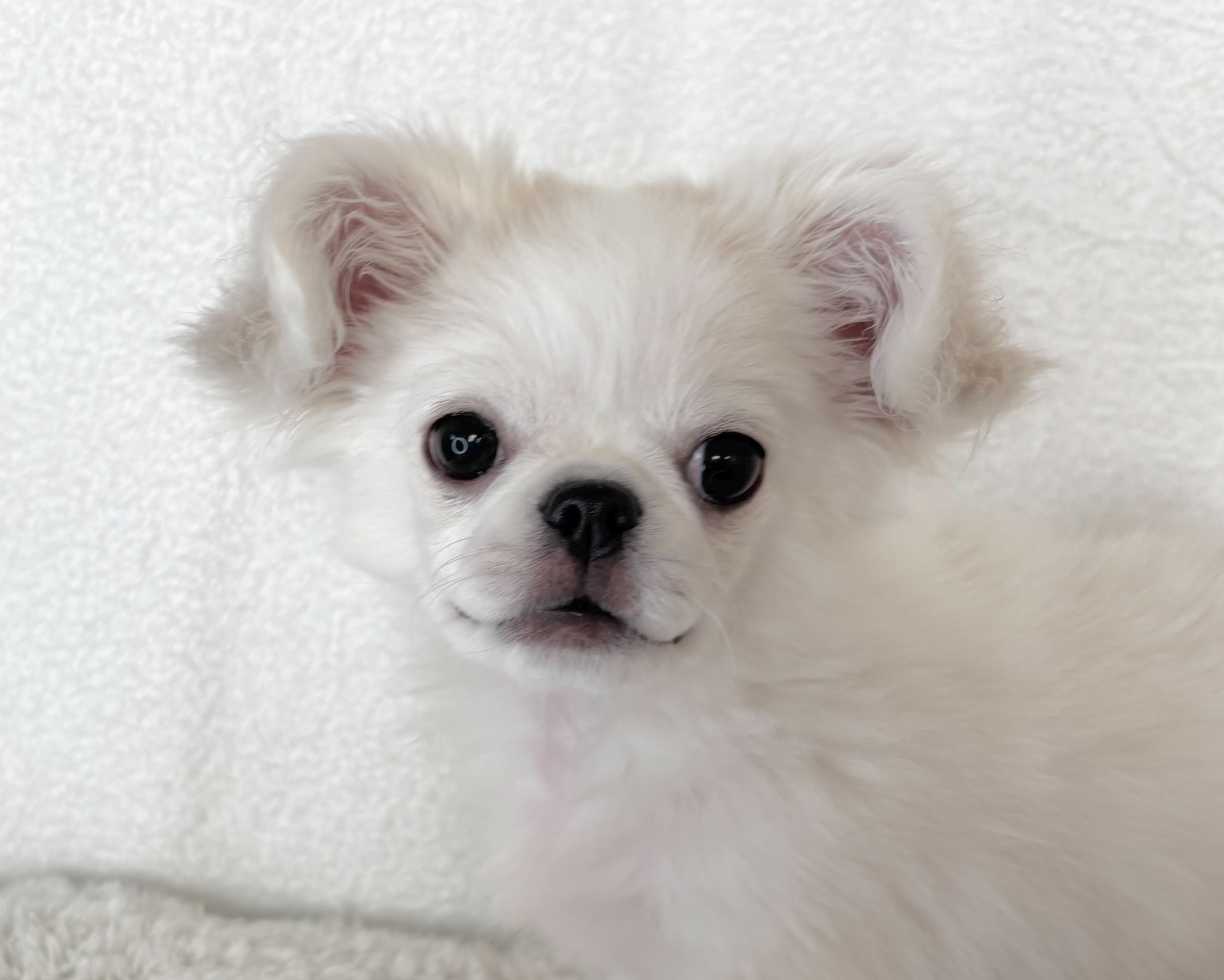 群馬県のチワペキ/ペキチー/ペキチワ(チワワ×ペキニーズ) (かねだいペットトライアル桐生/2025年10月5日生まれ/男の子/ホワイト)の子犬の3枚目の画像