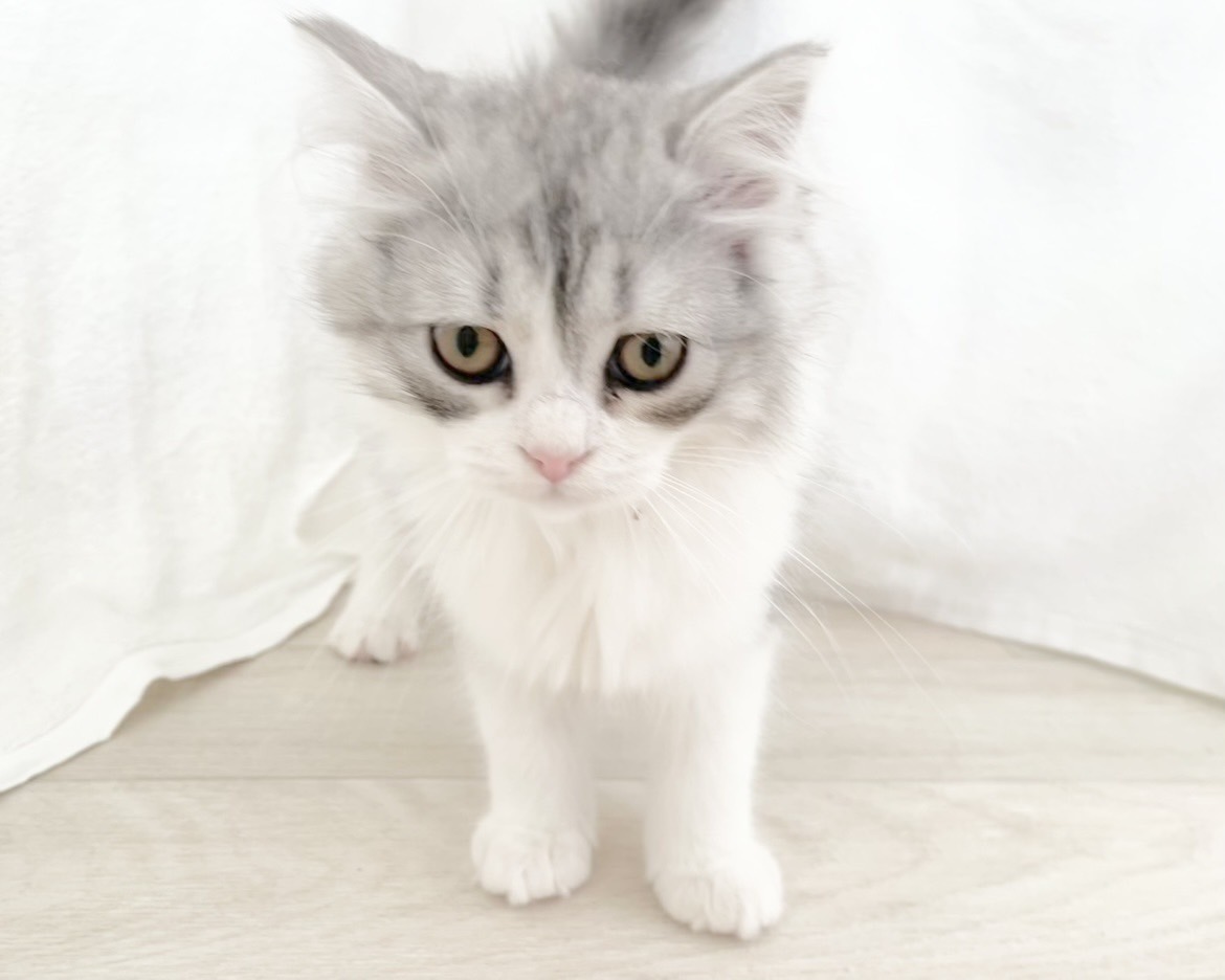 群馬県のミヌエット (かねだいペットトライアル桐生/2025年11月1日生まれ/男の子/シルバータビーホワイト)の子猫の4枚目の画像