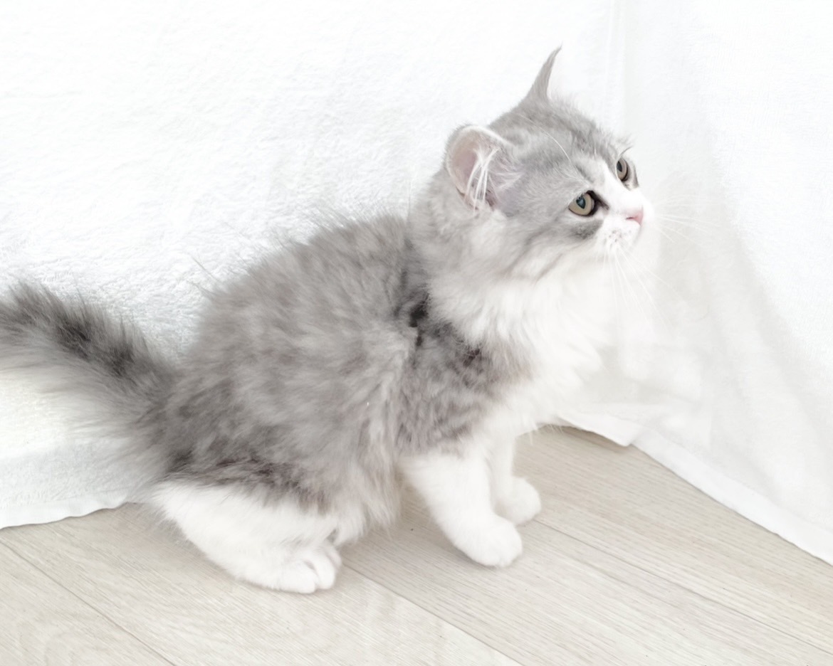 群馬県のミヌエット (かねだいペットトライアル桐生/2025年11月1日生まれ/男の子/シルバータビーホワイト)の子猫の2枚目の画像