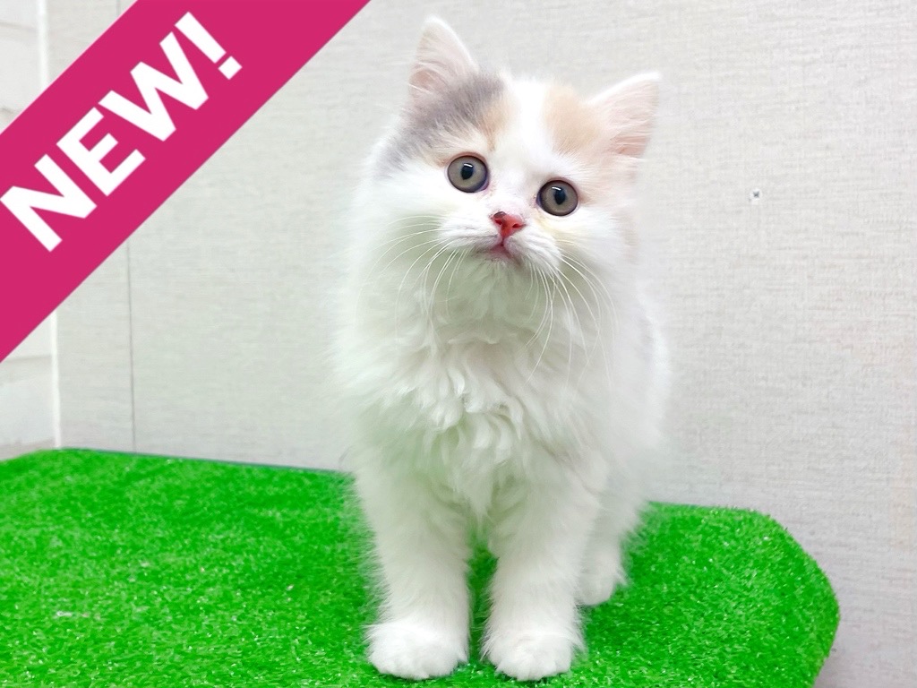 東京都のサイベリアン (かねだい立川店/2025年12月6日生まれ/女の子/ダイリュートキャリコ)の子猫の1枚目の画像