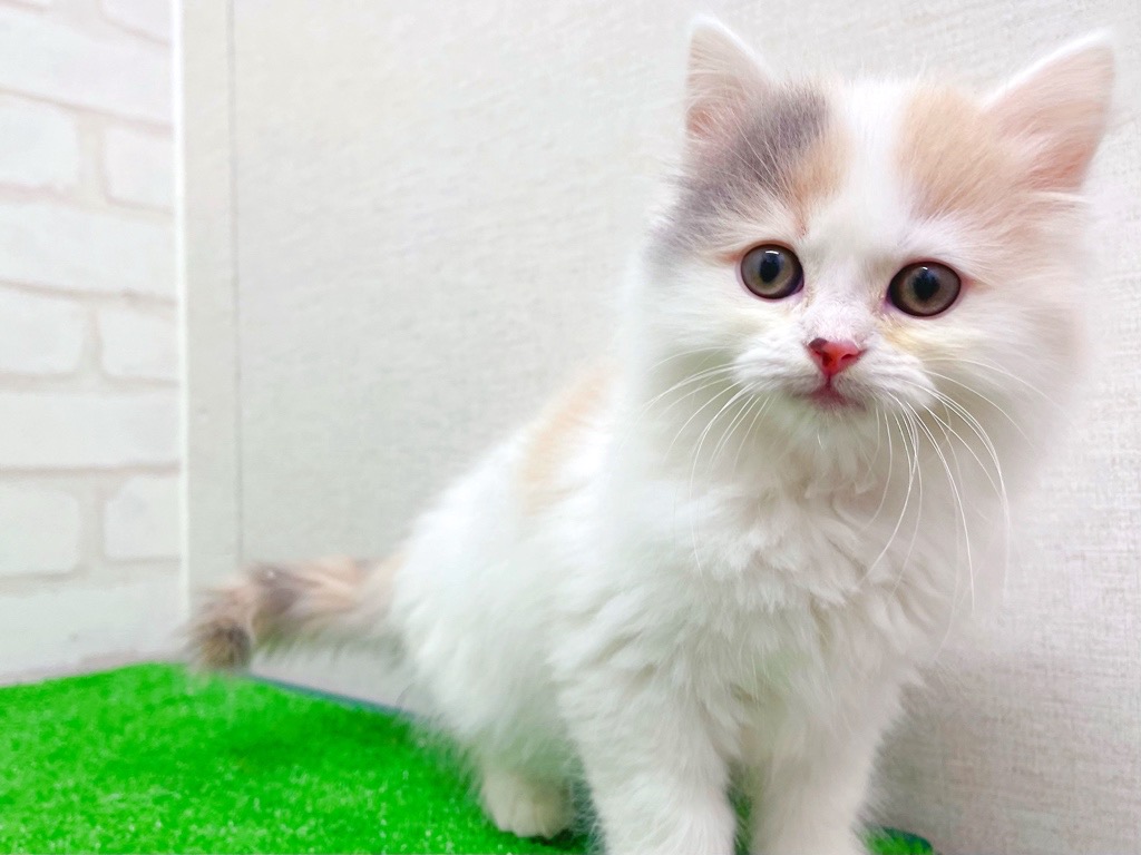 東京都のサイベリアン (かねだい立川店/2025年12月6日生まれ/女の子/ダイリュートキャリコ)の子猫の3枚目の画像