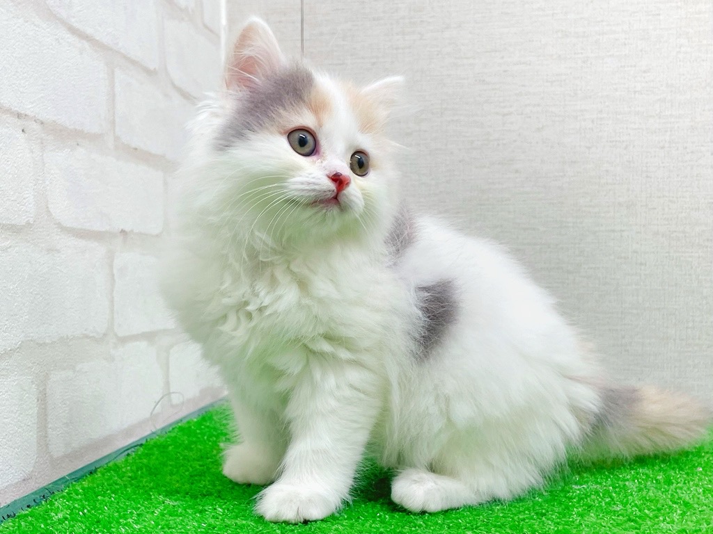 東京都のサイベリアン (かねだい立川店/2025年12月6日生まれ/女の子/ダイリュートキャリコ)の子猫の4枚目の画像