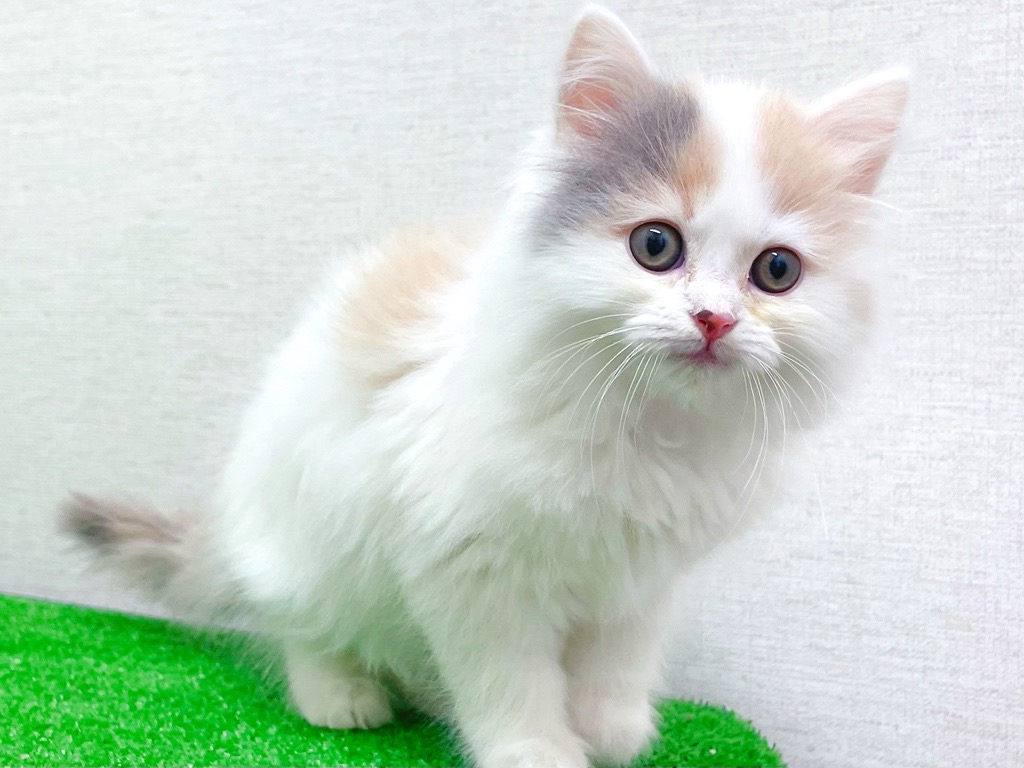 東京都のサイベリアン (かねだい立川店/2025年12月6日生まれ/女の子/ダイリュートキャリコ)の子猫の4枚目の画像