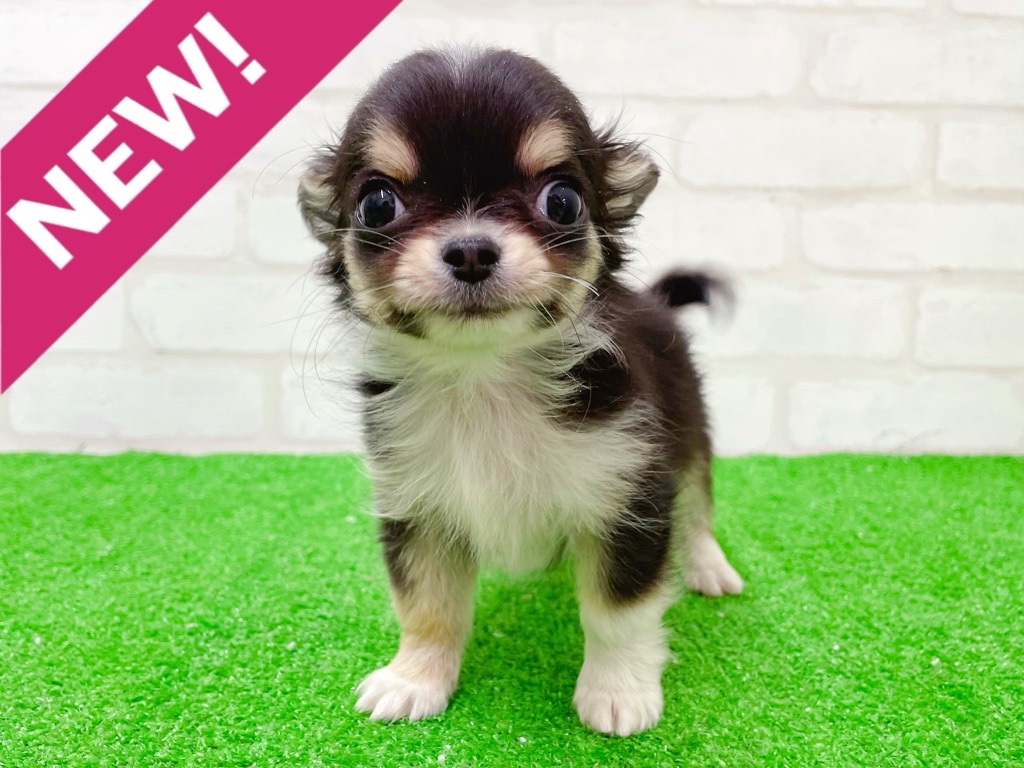 東京都のチワワ(ロング) (かねだい立川店/2025年12月6日生まれ/男の子/ブラックタンホワイト)の子犬の1枚目の画像