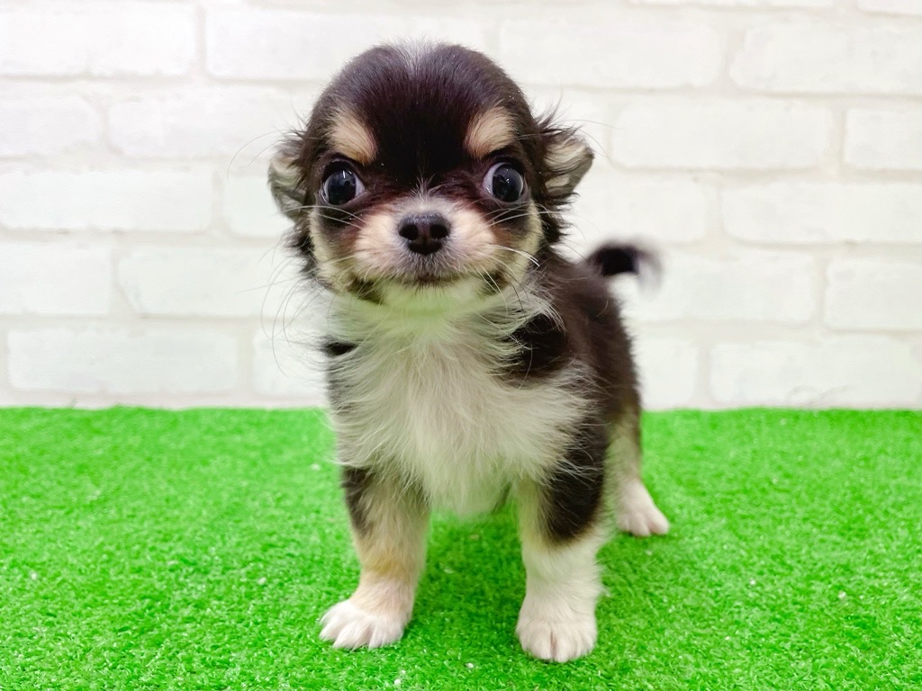 東京都のチワワ(ロング) (かねだい立川店/2025年12月6日生まれ/男の子/ブラックタンホワイト)の子犬の2枚目の画像