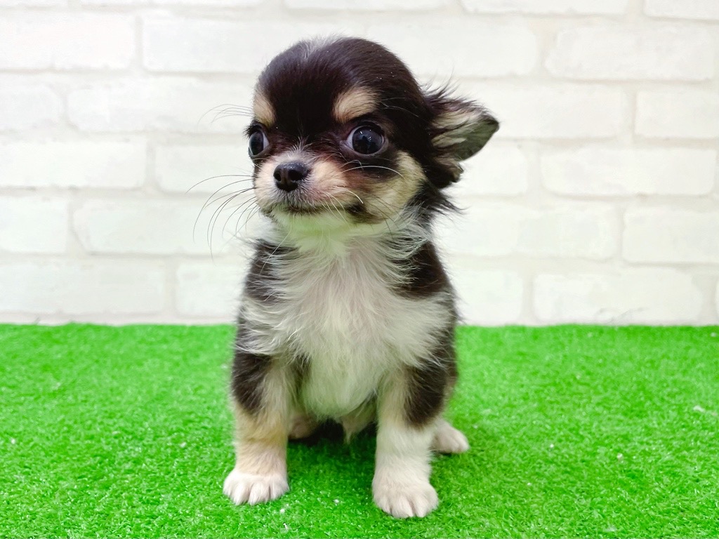 東京都のチワワ(ロング) (かねだい立川店/2025年12月6日生まれ/男の子/ブラックタンホワイト)の子犬の3枚目の画像