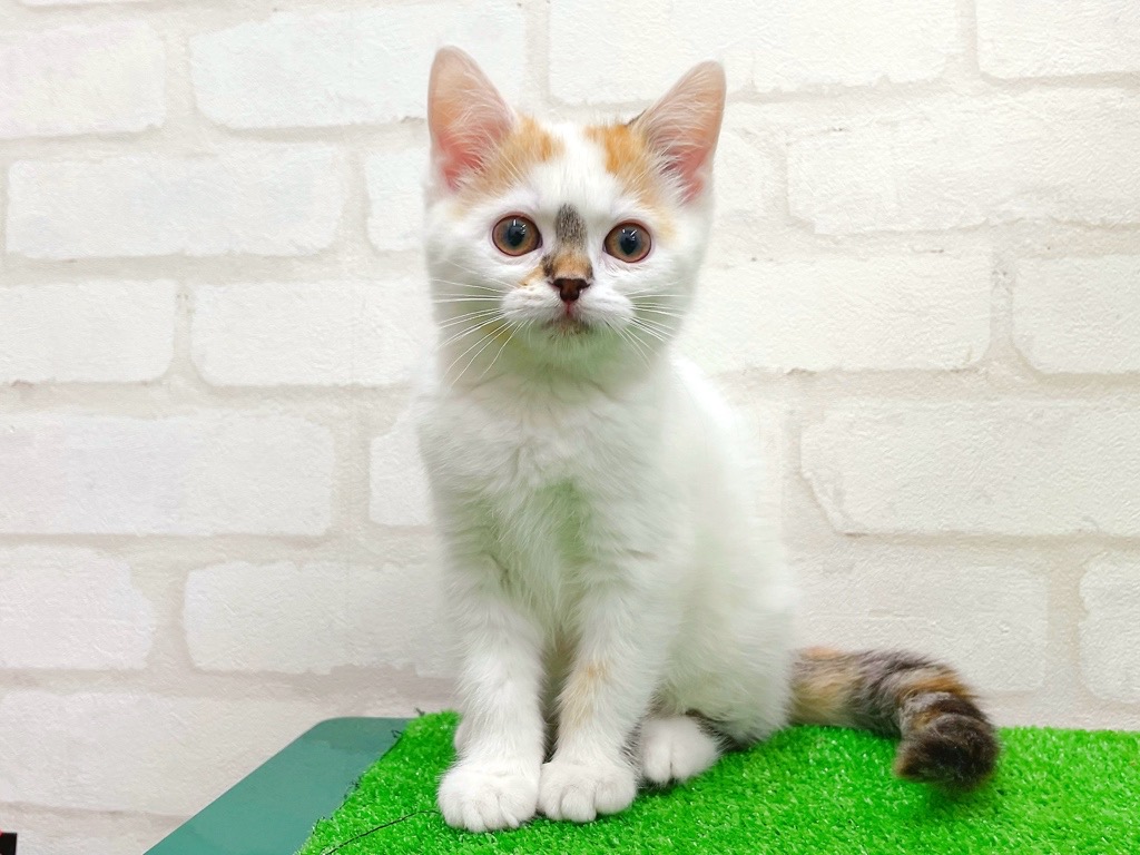 東京都のスコティッシュストレート (かねだい立川店/2025年12月6日生まれ/女の子/ブラウンパッチドタビー)の子猫の1枚目の画像