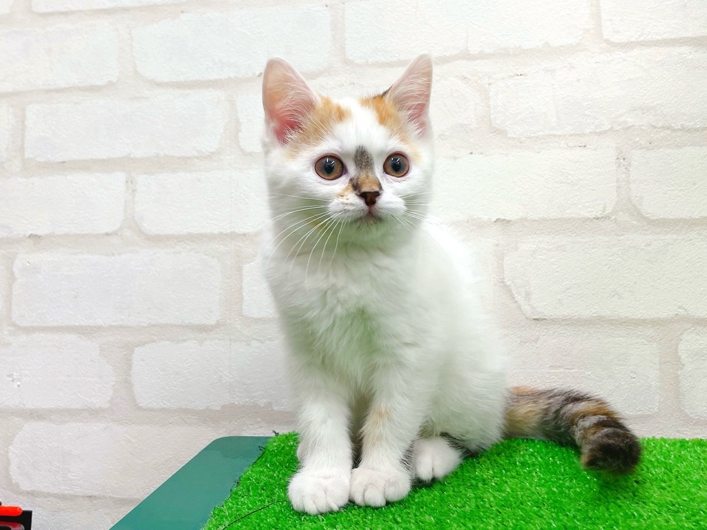 東京都のスコティッシュストレート (かねだい立川店/2025年12月6日生まれ/女の子/ブラウンパッチドタビー)の子猫の2枚目の画像