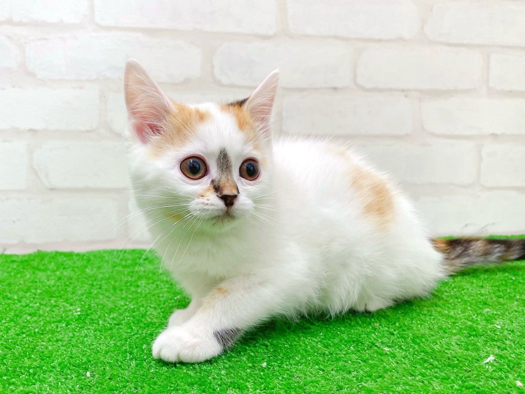 東京都のスコティッシュストレート (かねだい立川店/2025年12月6日生まれ/女の子/ブラウンパッチドタビー)の子猫の4枚目の画像