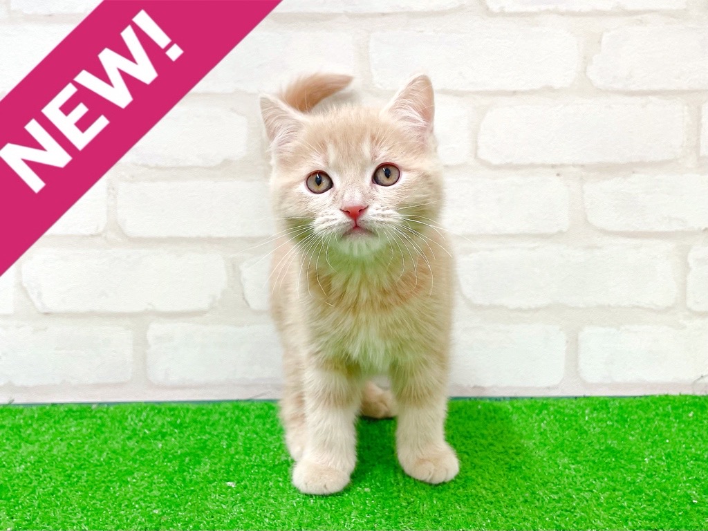 東京都のマンチカン (かねだい立川店/2025年12月4日生まれ/男の子/クリームタビー)の子猫の1枚目の画像