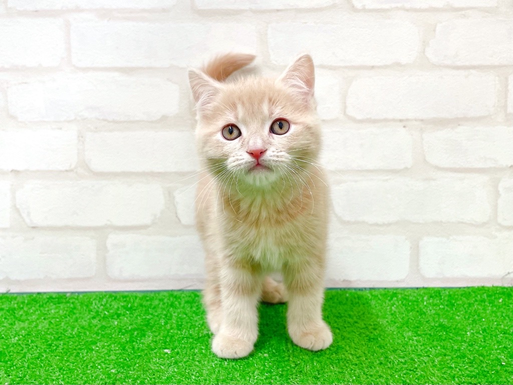 東京都のマンチカン (かねだい立川店/2025年12月4日生まれ/男の子/クリームタビー)の子猫の2枚目の画像