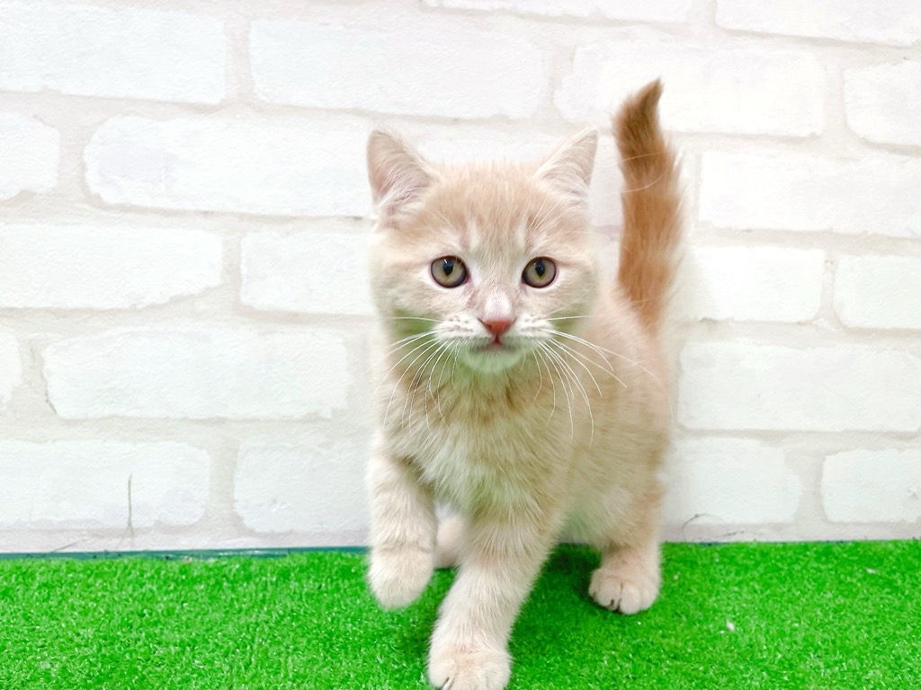 東京都のマンチカン (かねだい立川店/2025年12月4日生まれ/男の子/クリームタビー)の子猫の4枚目の画像