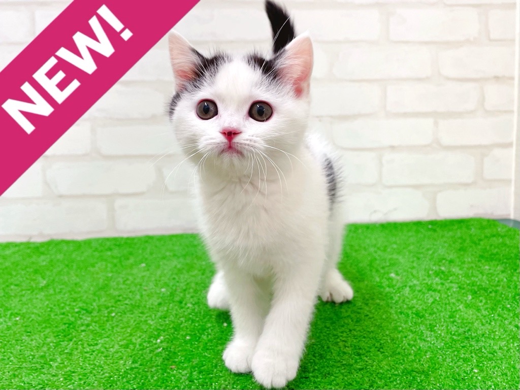 東京都のマンチカン (かねだい立川店/2025年12月6日生まれ/男の子/ブラックホワイト)の子猫の1枚目の画像