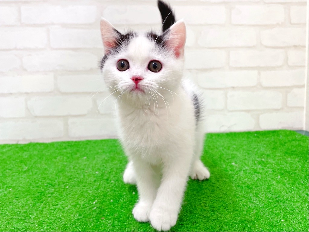 東京都のマンチカン (かねだい立川店/2025年12月6日生まれ/男の子/ブラックホワイト)の子猫の2枚目の画像