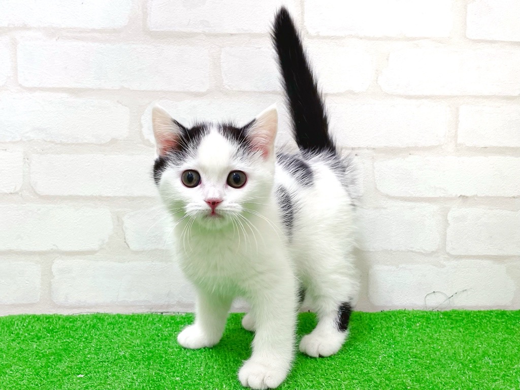 東京都のマンチカン (かねだい立川店/2025年12月6日生まれ/男の子/ブラックホワイト)の子猫の4枚目の画像