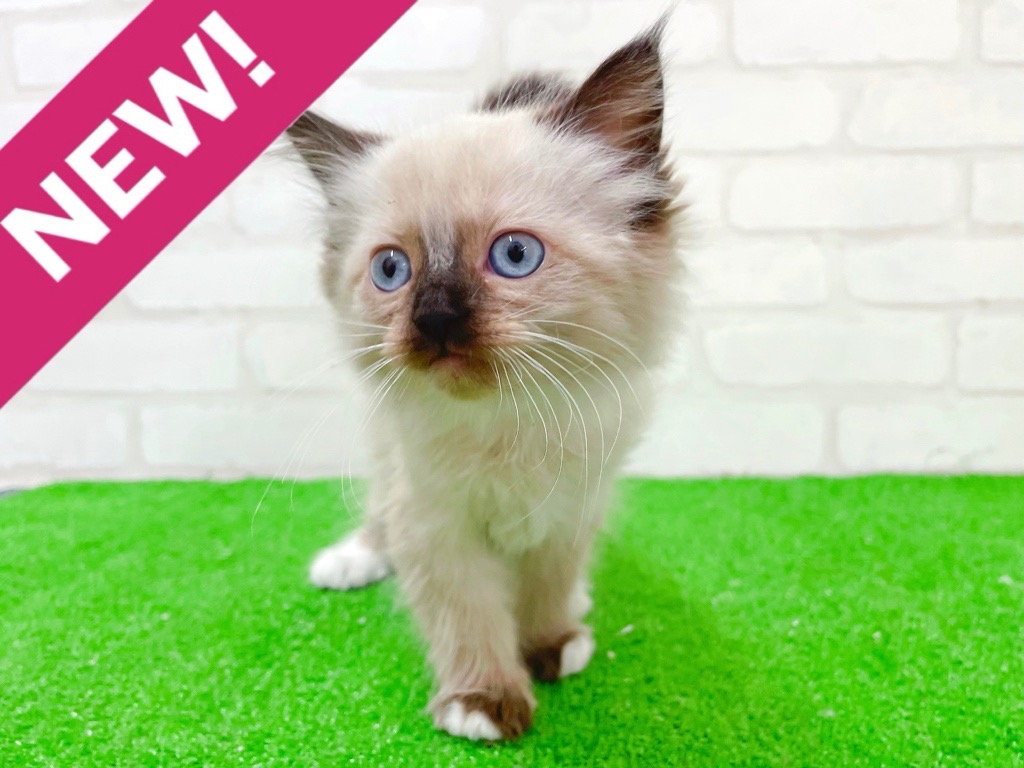 東京都のラグドール (かねだい立川店/2025年12月6日生まれ/女の子/シールポイントミテッド)の子猫の1枚目の画像