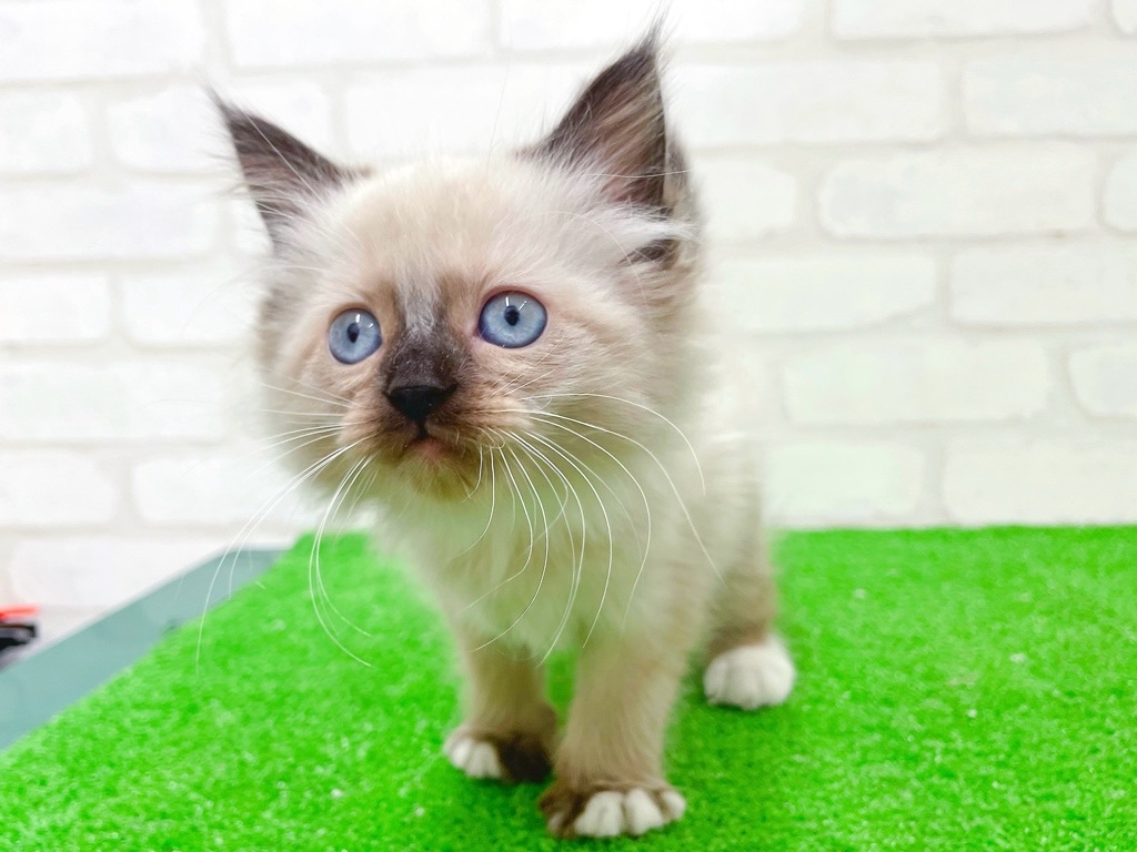 東京都のラグドール (かねだい立川店/2025年12月6日生まれ/女の子/シールポイントミテッド)の子猫の4枚目の画像