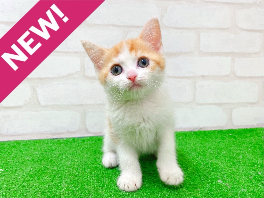 東京都のマンチカン (かねだい立川店/2025年11月26日生まれ/女の子/レッドタビーホワイト)の子猫の1枚目の画像