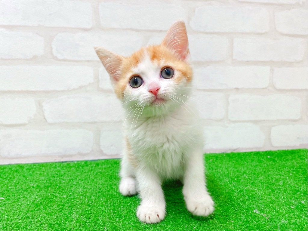 東京都のマンチカン (かねだい立川店/2025年11月26日生まれ/女の子/レッドタビーホワイト)の子猫の2枚目の画像