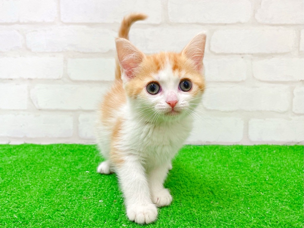 東京都のマンチカン (かねだい立川店/2025年11月26日生まれ/女の子/レッドタビーホワイト)の子猫の3枚目の画像