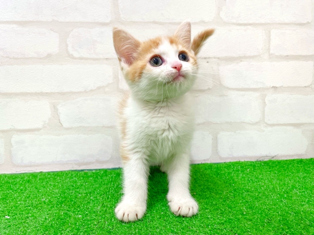 東京都のマンチカン (かねだい立川店/2025年11月26日生まれ/女の子/レッドタビーホワイト)の子猫の4枚目の画像