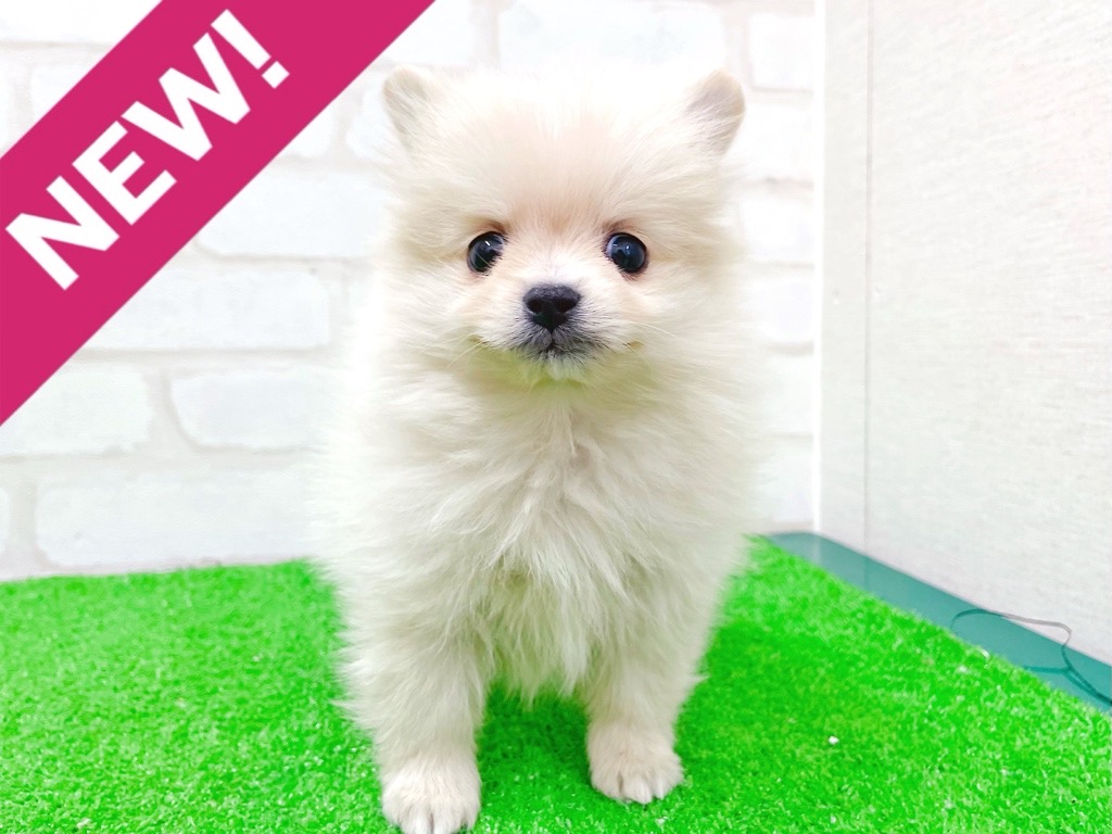 東京都のポメチワ/チワポメ/ポメチー(ポメラニアン×チワワ) (かねだい立川店/2025年12月5日生まれ/女の子/クリーム)の子犬の1枚目の画像