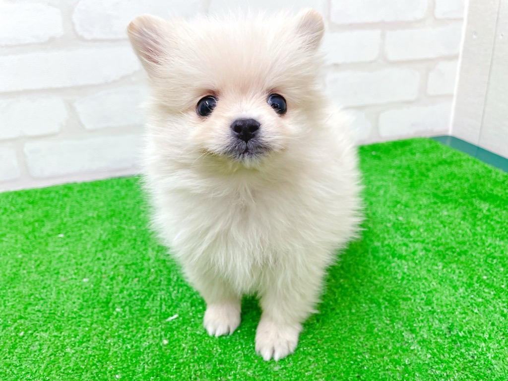 東京都のポメチワ/チワポメ/ポメチー(ポメラニアン×チワワ) (かねだい立川店/2025年12月5日生まれ/女の子/クリーム)の子犬の3枚目の画像