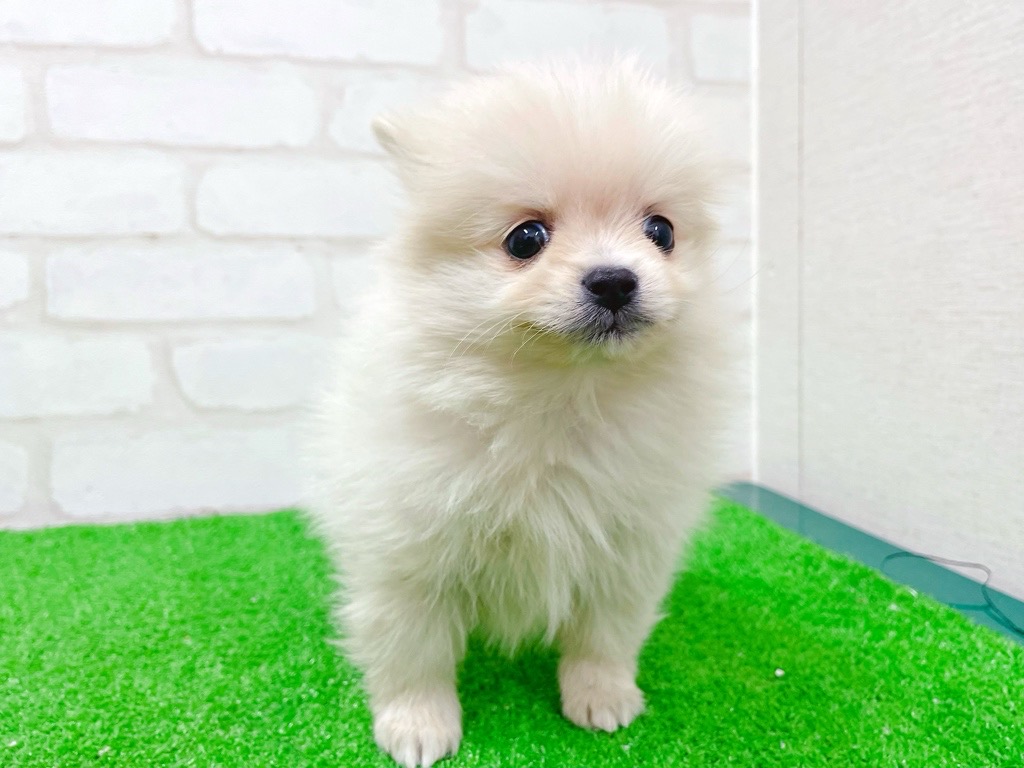 東京都のポメチワ/チワポメ/ポメチー(ポメラニアン×チワワ) (かねだい立川店/2025年12月5日生まれ/女の子/クリーム)の子犬の4枚目の画像