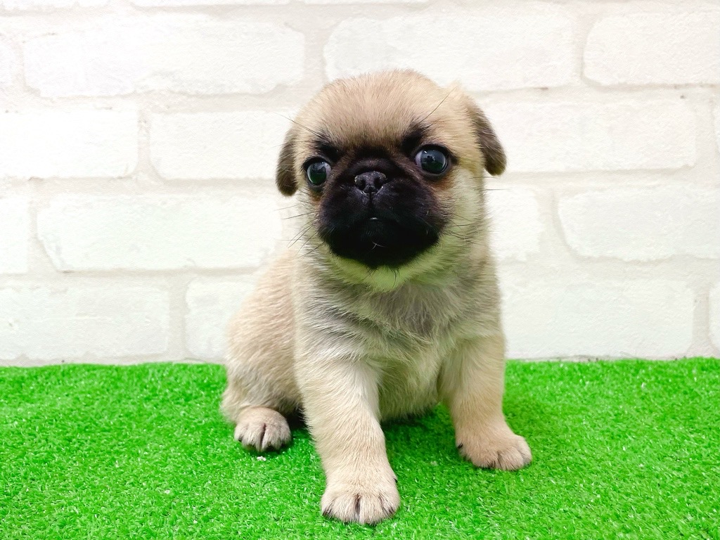 東京都のペキパグ/パグペキ(ペキニーズ×パグ) (かねだい立川店/2025年12月6日生まれ/女の子/フォーン)の子犬の2枚目の画像