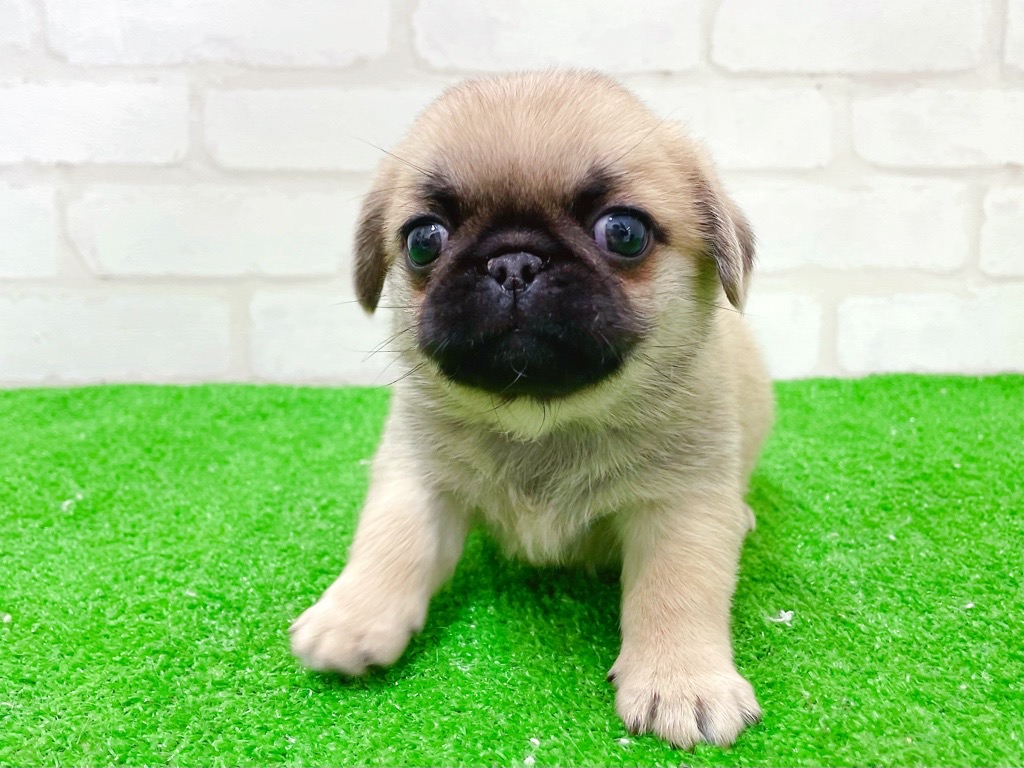 東京都のペキパグ/パグペキ(ペキニーズ×パグ) (かねだい立川店/2025年12月6日生まれ/女の子/フォーン)の子犬の3枚目の画像