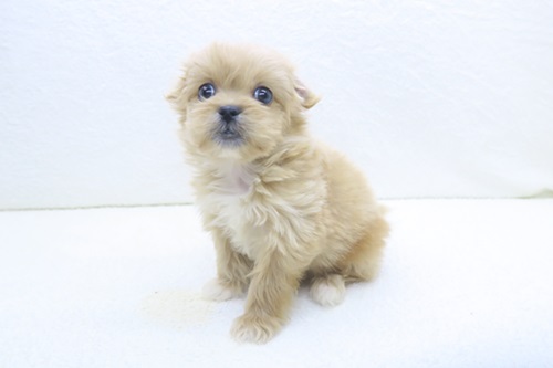 神奈川県のペキプー(ペキニーズ×プードル) (かねだい海老名店/2025年12月5日生まれ/男の子/レッドホワイト)の子犬