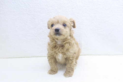 神奈川県のチワプー/プーチー(チワワ×プードル) (かねだい海老名店/2025年12月6日生まれ/男の子/クリーム)の子犬